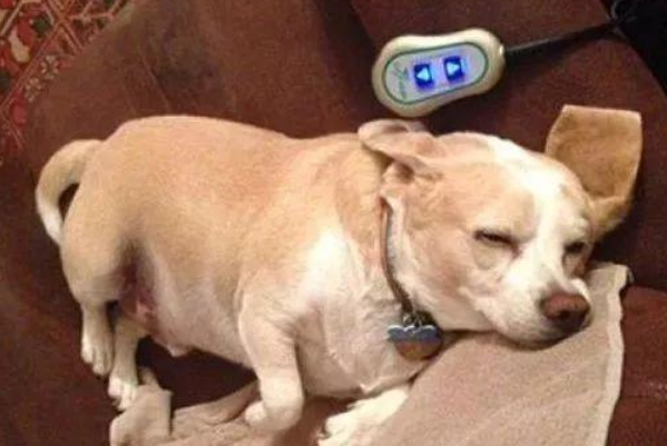 今日话题：狗狗门脉短路或那些事！(图2)