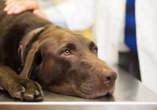 今日话题：狗狗门脉短路或那些事！(图1)