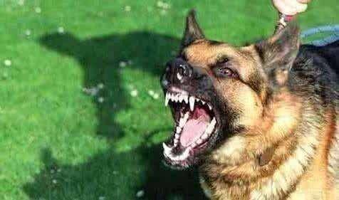 狂犬病早期症状 记好了这很最重要(图2)