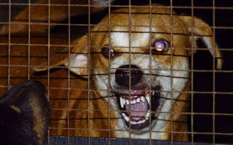 狂犬病早期症状 记好了这很最重要(图1)