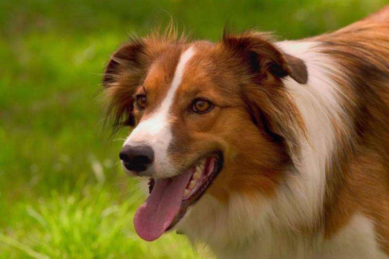 狂犬病早期症状 记好了这很最重要(图3)