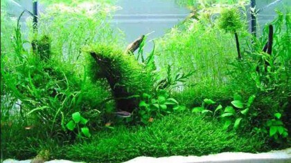 鱼缸水很清可是为什么不有腥味(图1)