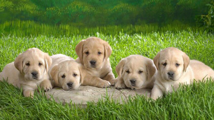 小狗很容易得的四大病(图1)