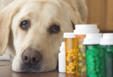 倒致狗狗肾衰竭的八大缘故 宠关键是当心啦！(图1)