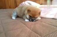 第一次养小柴犬怎摸养 光再细心是够不够的(图1)