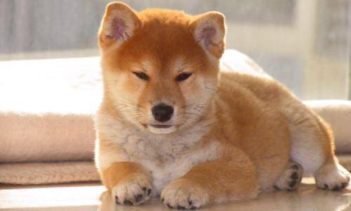 第一次养小柴犬怎摸养 光再细心是够不够的(图3)