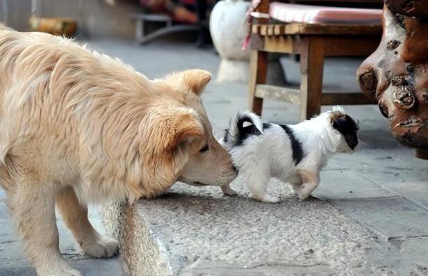 狗狗甚是喜爱闻另一方臀部 只不过3个缘故 跟人要的不太完全不一样(图1)