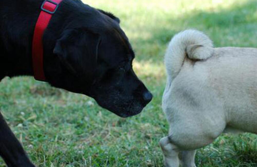 狗狗甚是喜爱闻另一方臀部 只不过3个缘故 跟人要的不太完全不一样(图2)