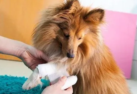 狗狗身负重伤和用人的药吗？(图1)