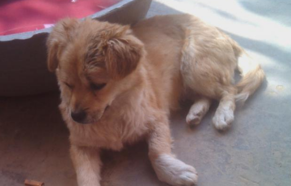 狗狗身负重伤和用人的药吗？(图2)