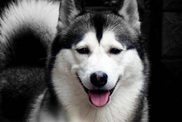 哈士奇主动攻击性吗？不要误会啦了老好狗狗(图2)