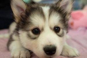 哈士奇主动攻击性吗？不要误会啦了老好狗狗(图1)