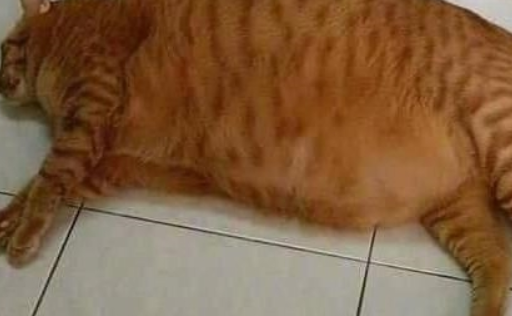 橘猫与宝宝一同午休 最后忽然间翻了个身 场面刹那间尴尬了(图1)