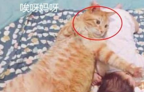 橘猫与宝宝一同午休 最后忽然间翻了个身 场面刹那间尴尬了(图3)
