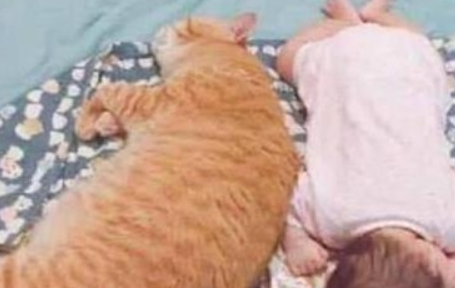 橘猫与宝宝一同午休 最后忽然间翻了个身 场面刹那间尴尬了(图2)