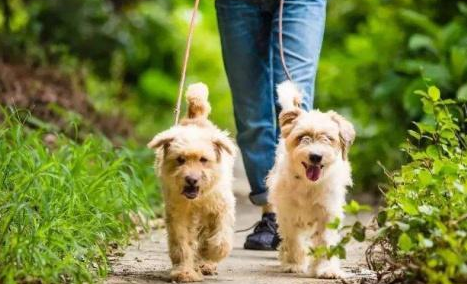 想养宠物却就没时间遛狗 或者并不想遛狗的 这三种狗那是你最好就是是的搜找(图1)