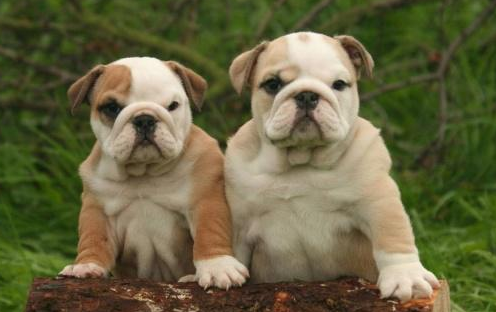 想养宠物却就没时间遛狗 或者并不想遛狗的 这三种狗那是你最好就是是的搜找(图2)