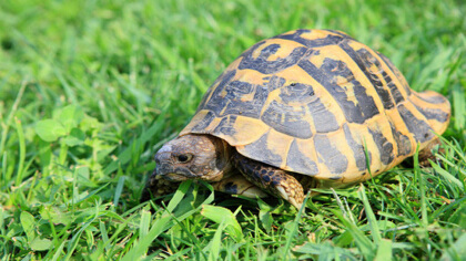 鳄鱼龟怎末养(图1)