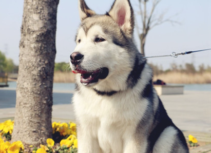 狗狗经常拉肚子拉黄液怎么办啊？(图2)