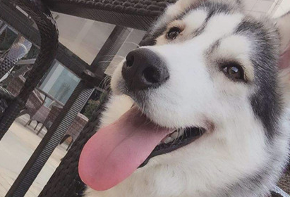 狗狗经常拉肚子拉黄液怎么办啊？(图1)