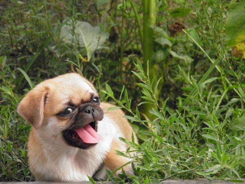 巴哥和沙皮那个贵？要学会了这样的差不多(图2)