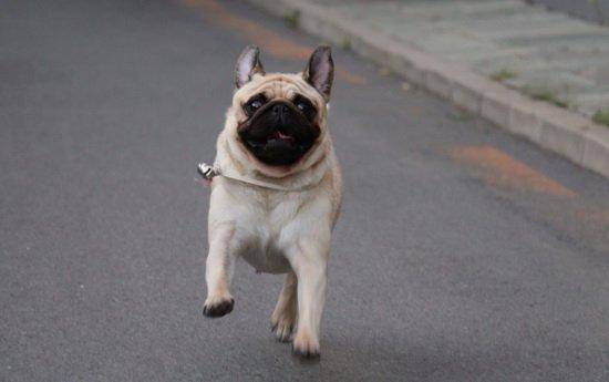 巴哥和沙皮那个贵？要学会了这样的差不多(图1)