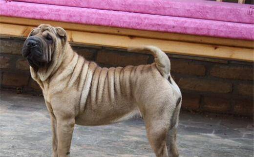 巴哥和沙皮那个贵？要学会了这样的差不多(图3)