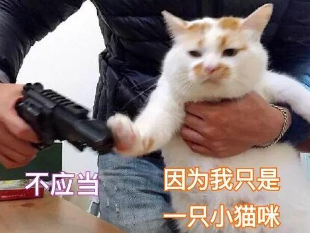 “遛猫半小时 我家猫吓尿了了！”猫咪应激反应 有多严重？(图3)