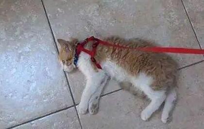 “遛猫半小时 我家猫吓尿了了！”猫咪应激反应 有多严重？(图2)