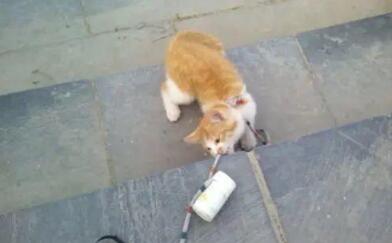 “遛猫半小时 我家猫吓尿了了！”猫咪应激反应 有多严重？(图1)