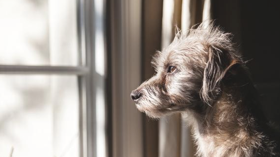 常常觉得吠叫的狗狗 他们究竟在叫什么呢名字？缘故这五点(图2)