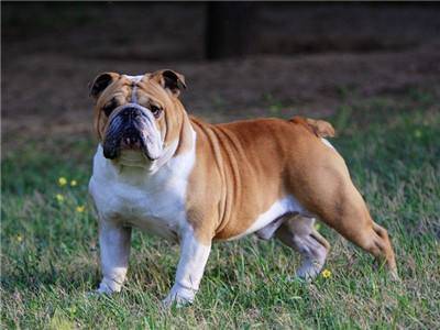 养英国斗牛犬注意事项 丑萌也另外一种美(图2)