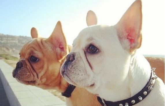 养英国斗牛犬注意事项 丑萌也另外一种美(图1)