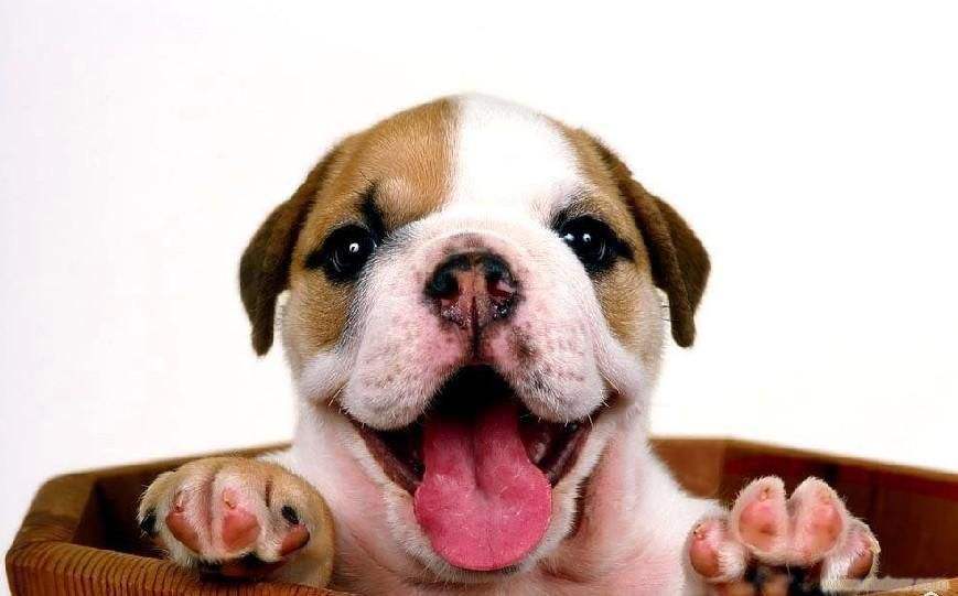 养英国斗牛犬注意事项 丑萌也另外一种美(图3)