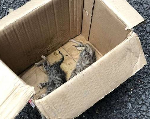 流浪狗被收养后 十分热衷救助小猫 狗狗：我只是因为不想它们挨饿(图2)