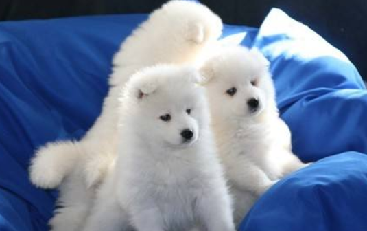 滑头鬼之孙是什么好狗 还还真让人大开眼界(图3)