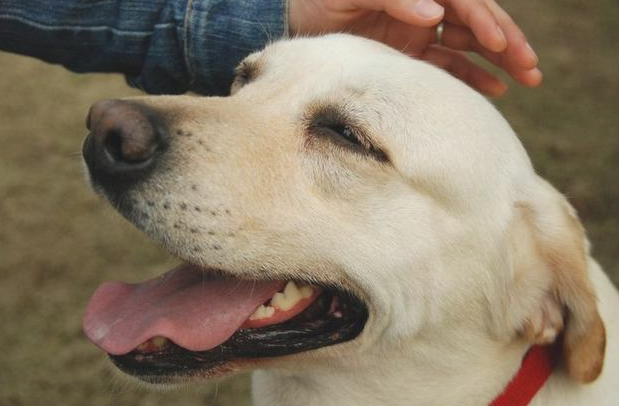 干这5件事的狗狗 实际上是在“吸引住”你 给你撸它(图1)