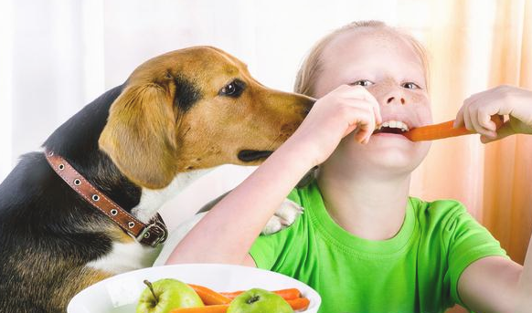 干这5件事的狗狗 实际上是在“吸引住”你 给你撸它(图2)