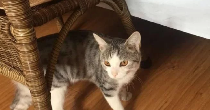 猫咪患上怪病就快不行 网友气愤早上大鱼大肉伺侯 之后突然发现真相已然(图1)
