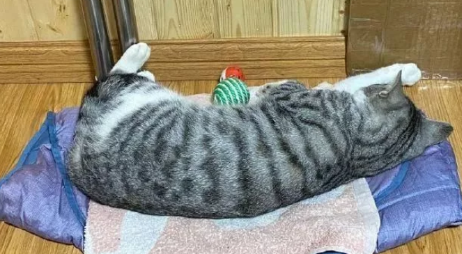 猫咪患上怪病就快不行 网友气愤早上大鱼大肉伺侯 之后突然发现真相已然(图2)