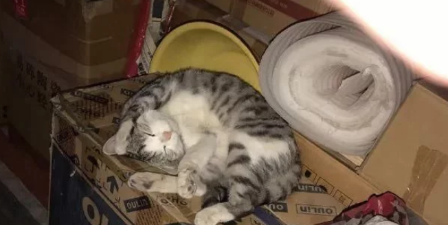 猫咪患上怪病就快不行 网友气愤早上大鱼大肉伺侯 之后突然发现真相已然(图3)