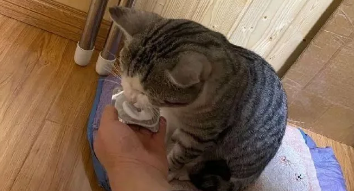 猫咪患上怪病就快不行 网友气愤早上大鱼大肉伺侯 之后突然发现真相已然(图4)