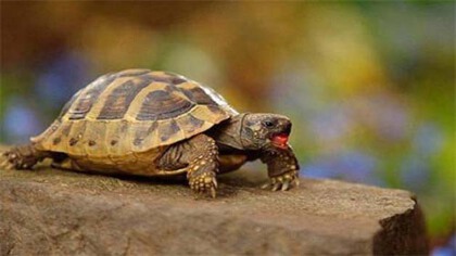 乌龟怎莫饲养(图1)