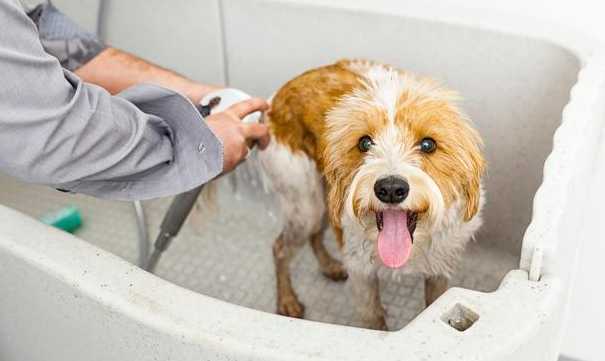 狗狗的身上5个地方最脏 轻视不搞好清理 狗狗就会口中发出臭味(图1)