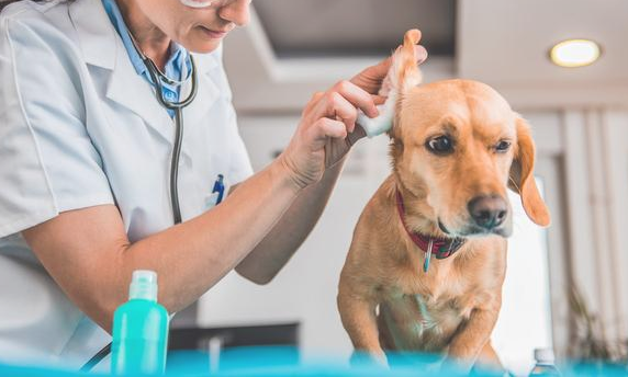 狗狗的身上5个地方最脏 轻视不搞好清理 狗狗就会口中发出臭味(图2)