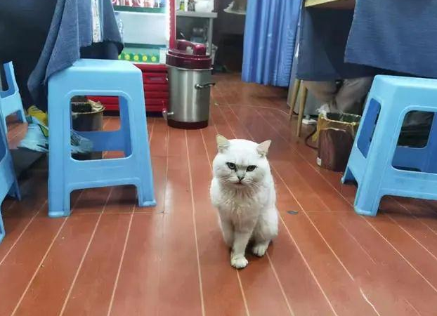 业务能力真强！残疾人猫被面馆老板救下 捉了13只老鼠报恩(图1)