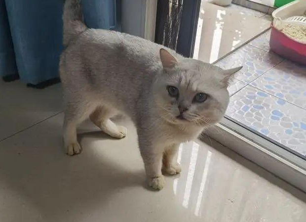 业务能力真强！残疾人猫被面馆老板救下 捉了13只老鼠报恩(图3)