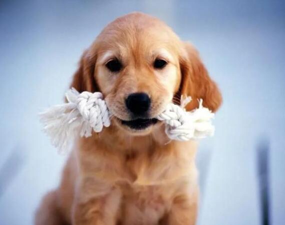 和狗狗平时能提高感情做的小行为 你只要了就没？(图1)