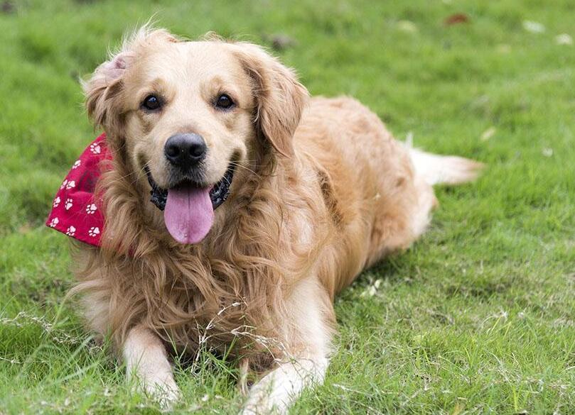 和狗狗平时能提高感情做的小行为 你只要了就没？(图2)