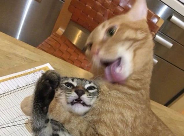 网友家的肥橘对虎斑猫爱得深沉 虎斑猫心慌：这货绝对不会是要吃我吧(图1)
